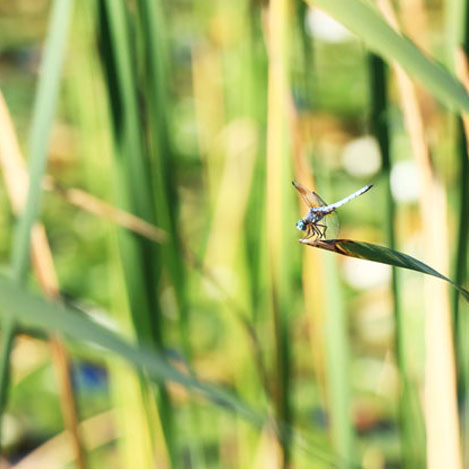 Dragonfly at Deer Lake Park