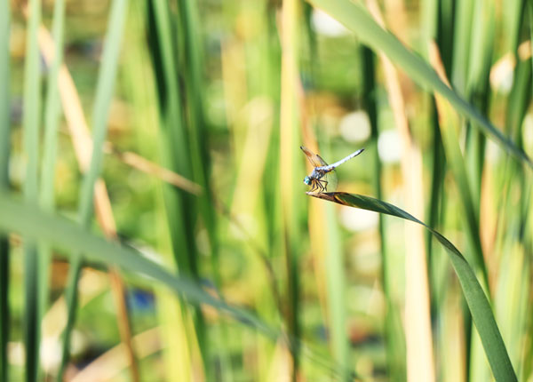 Dragonfly on grass in Deer Lake Park in Burnaby
