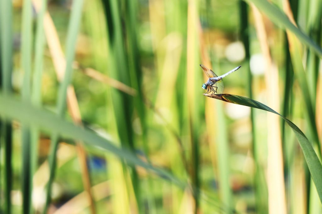 Dragonfly on a blade of grass at Deer Lake Park Burnaby BC Canada